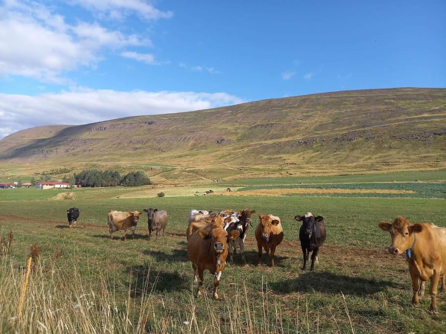 Þorsmoerk Farm 12 Min From Akureyri Apartment Svalbarthseyri Ngoại thất bức ảnh